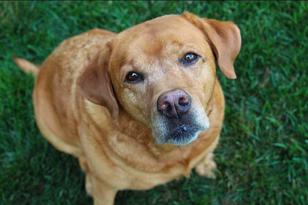 Sasha joined the competition — help win amazing prizes! canidae, carnivore, companion_dog, dog, dog_breed, fawn, grass, gun_dog, hunting_dog, liver, plant, snout, sporting_group, terrestrial_animal, tree, whiskers, working_animal