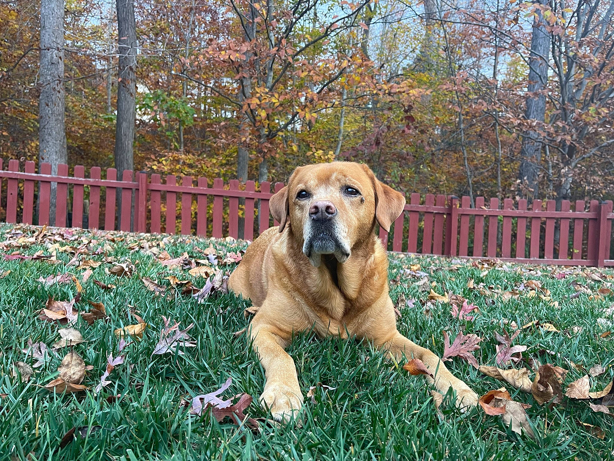 Sasha joined the competition — help win amazing prizes! autumn, carnivore, companion_dog, dog, dog_breed, fawn, fence, flower, garden, grass, groundcover, gun_dog, home_fencing, landscape, lawn, people_in_nature, plant, sporting_group, tail, tree