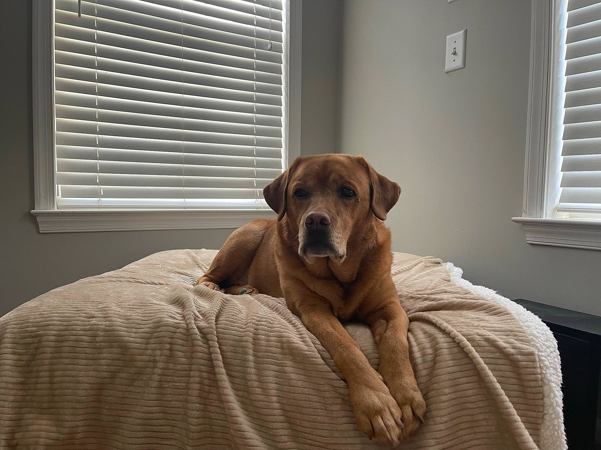 Sasha is registered to the contest to win money with this photo: carnivore, comfort, companion_dog, couch, dog, dog_breed, fawn, fixture, floor, flooring, hardwood, room, snout, tail, whiskers, window, window_blind, window_covering, wood, working_animal