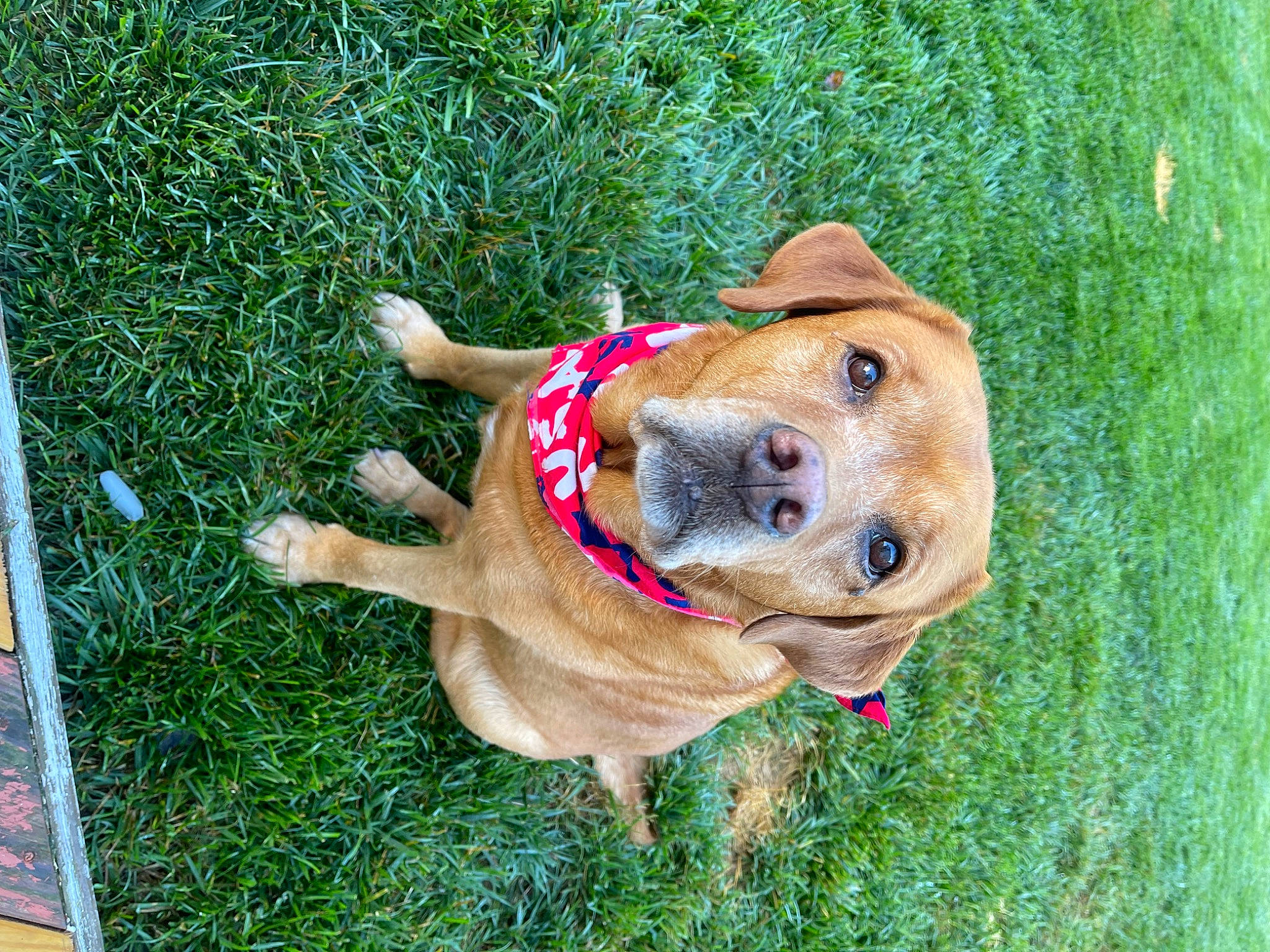 Sasha is registered to the contest to win money with this photo: canidae, carnivore, collar, companion_dog, dog, dog_breed, dog_collar, dog_supply, fawn, grass, guard_dog, hat, liver, snout, sporting_group, sun_hat, tail, whiskers, working_animal, working_dog