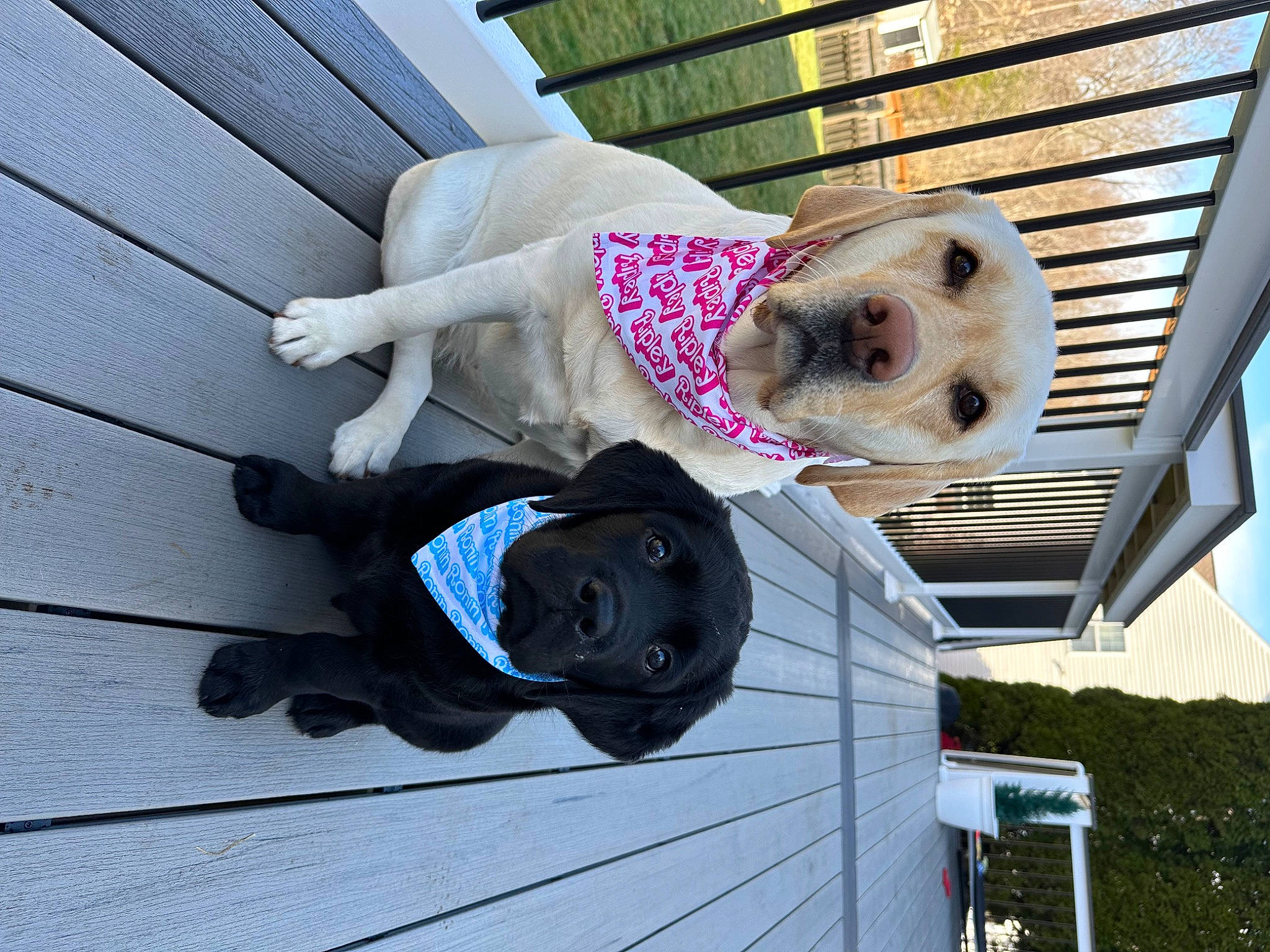 Ronin joined the competition — help win amazing prizes! automotive_exterior, carnivore, companion_dog, dog, dog_breed, dog_supply, fun, fur, hardwood, leisure, pet_supply, sky, sporting_group, tree, vehicle, wood, working_animal