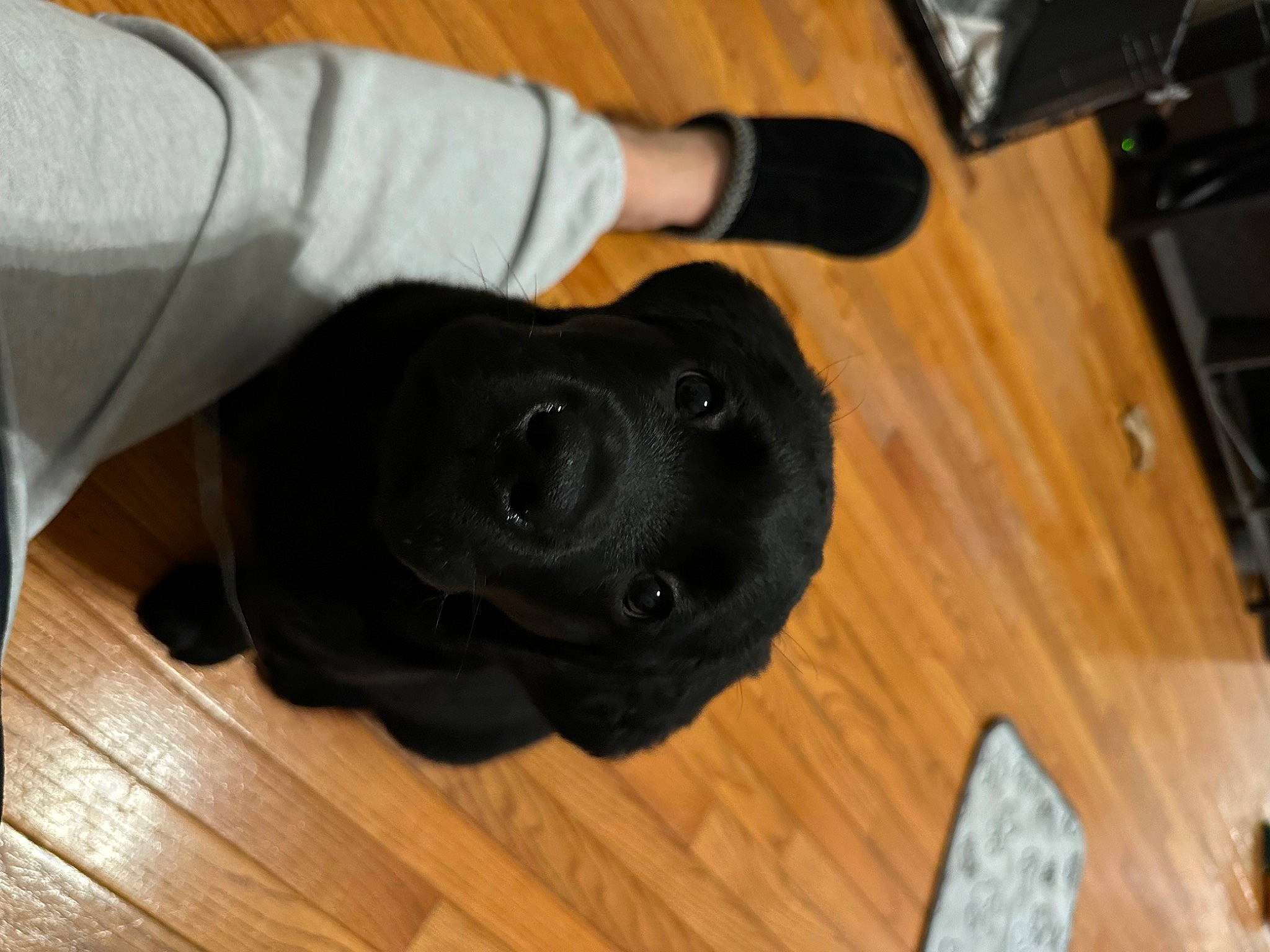 Ronin joined the competition — help win amazing prizes! borador, carnivore, companion_dog, dog, dog_breed, floor, flooring, fur, guard_dog, gun_dog, hardwood, laminate_flooring, snout, sporting_group, tail, varnish, wood, wood_flooring, wood_stain, working_animal