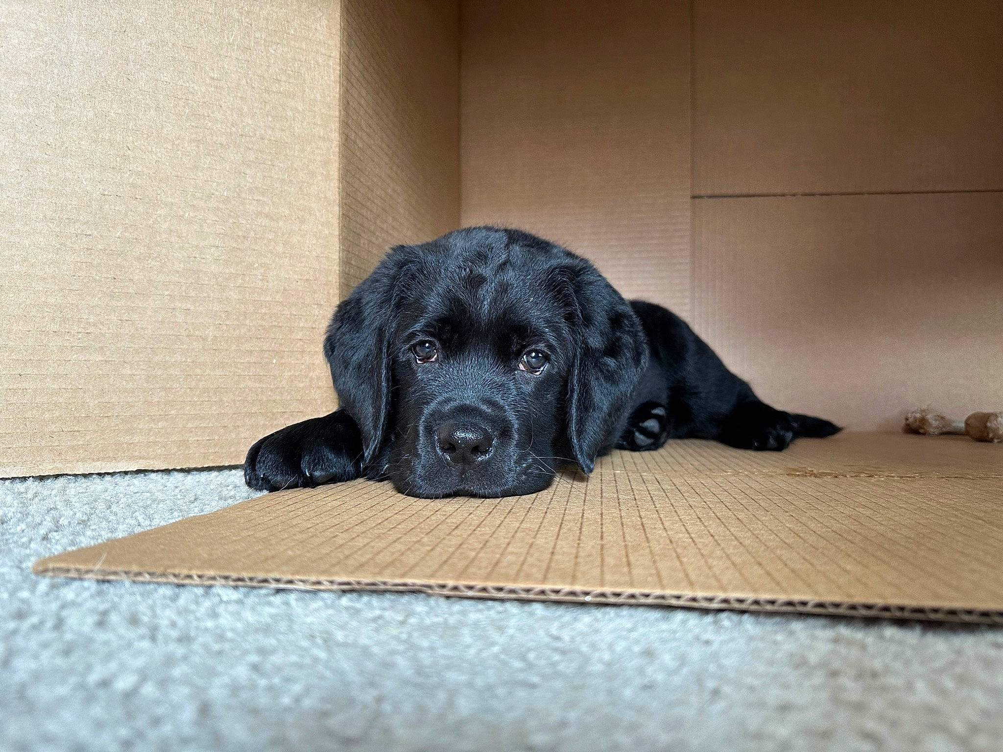 Ronin joined the competition — help win amazing prizes! borador, canidae, carnivore, comfort, companion_dog, dog, dog_breed, fawn, flooring, fur, grey, guard_dog, gun_dog, hardwood, liver, snout, sporting_group, terrestrial_animal, wood, working_animal