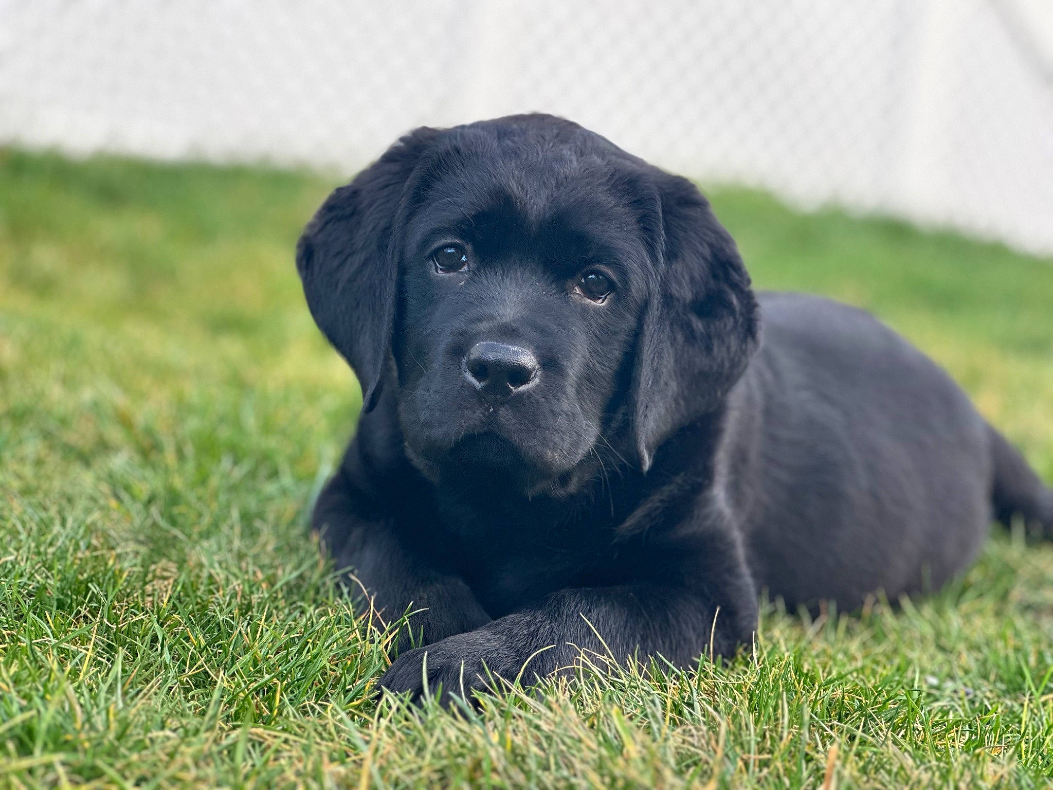 Ronin is registered to the contest to win money with this photo: borador, canidae, carnivore, companion_dog, dog, dog_breed, event, fur, grass, grassland, gun_dog, labrador_retriever, plant, puppy, retriever, snout, sporting_group, terrestrial_animal, whiskers, working_animal