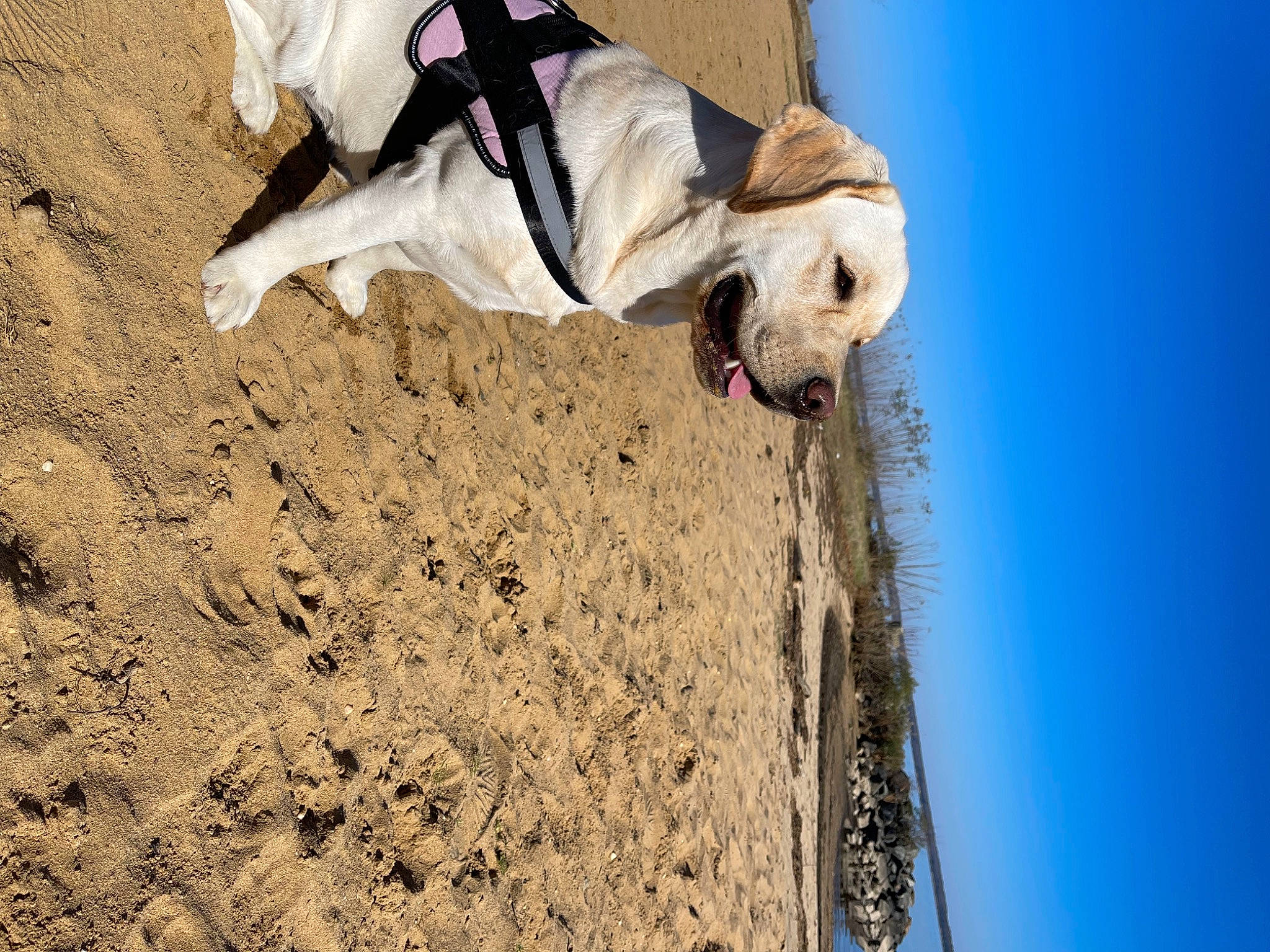 Ripley is registered to the contest to win money with this photo: adventure, art, blue, canidae, carnivore, companion_dog, concrete, dog, dog_breed, fawn, fun, landscape, leash, leisure, rock, shadow, sky, soil, sporting_group, wood