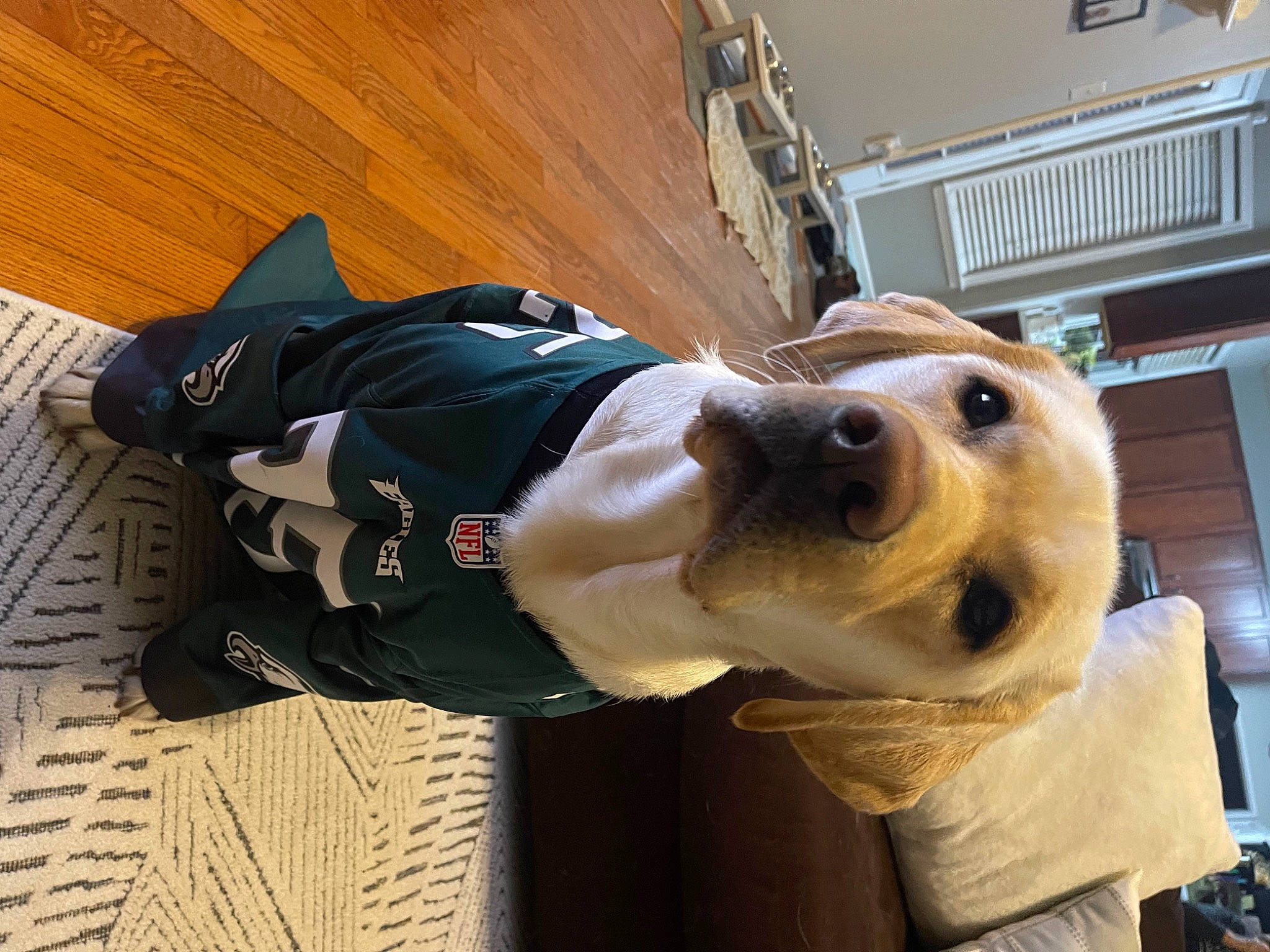 Ripley joined the competition — help win amazing prizes! canidae, carnivore, collar, companion_dog, dog, dog_breed, dog_clothes, dog_collar, fawn, fur, hardwood, leash, personal_protective_equipment, pet_supply, selfie, smile, snout, sporting_group, wood, working_animal