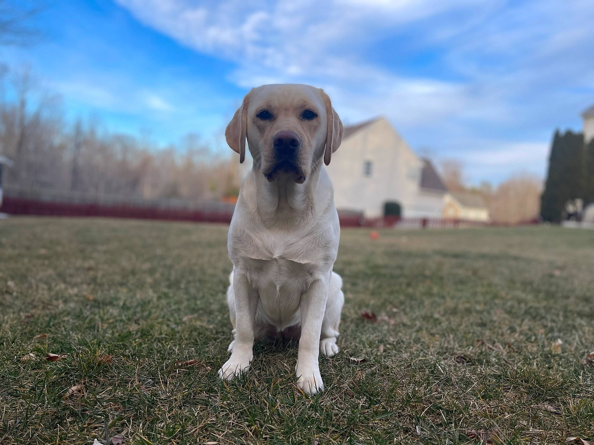 Ripley is registered to the contest to win money with this photo: canidae, carnivore, cloud, companion_dog, cumulus, dog, dog_breed, fawn, grass, grassland, gun_dog, labrador_retriever, landscape, plant, retriever, sky, snout, sporting_group, tree, whiskers