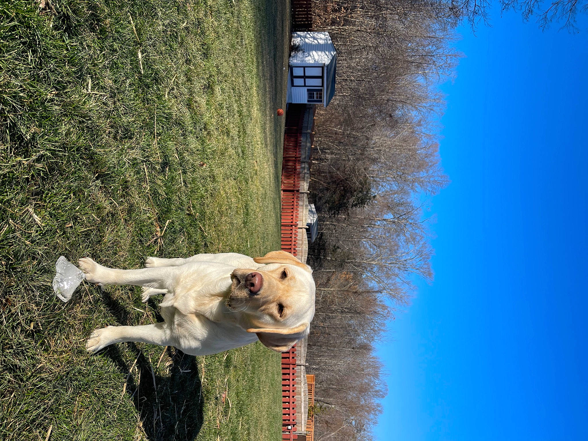 Ripley joined the competition — help win amazing prizes! art, building, carnivore, companion_dog, dog, dog_breed, fawn, grass, plant, sky, snout, sporting_group, street_light, tail, tree, wall, water, window, wood, working_animal