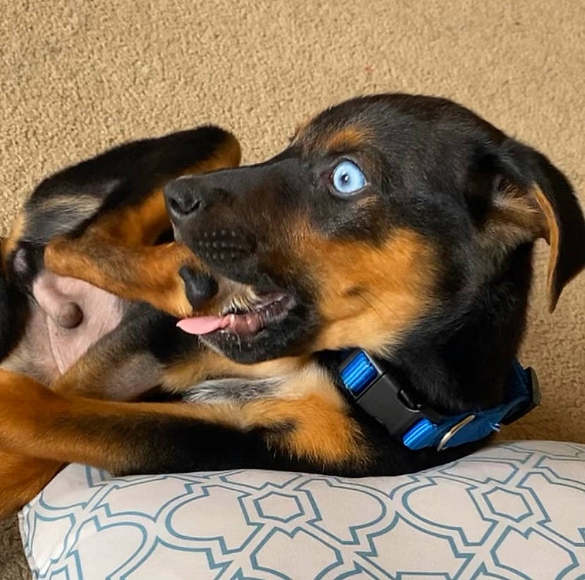 Bobbie joined the competition — help win amazing prizes! canidae, carnivore, collar, comfort, companion_dog, dog, dog_breed, ear, electric_blue, fur, guard_dog, paw, pet_supply, rottweiler, sharing, snout, sporting_group, whiskers, working_animal, working_dog