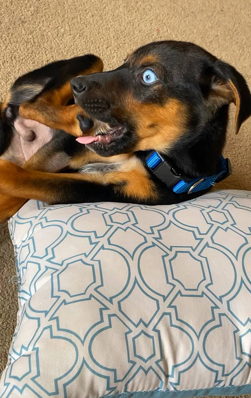 Bobbie is registered to the contest to win money with this photo: canidae, carnivore, collar, comfort, companion_dog, dog, dog_breed, dog_supply, fawn, fur, linens, pattern, pet_supply, snout, sporting_group, terrestrial_animal, toy_dog, whiskers, working_animal, working_dog