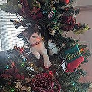 Daisy joined the competition — help win amazing prizes! cat, kitten, christmas_tree, ornaments, christmas_lights, holiday, decorations, indoor, festive, greenery, red_flowers, curious, pet, animal, playful, holiday_season, window_blinds, collar, plant, christmas_stocking