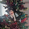 cat, kitten, christmas_tree, ornaments, christmas_lights, holiday, decorations, indoor, festive, greenery, red_flowers, curious, pet, animal, playful, holiday_season, window_blinds, collar, plant, christmas_stocking