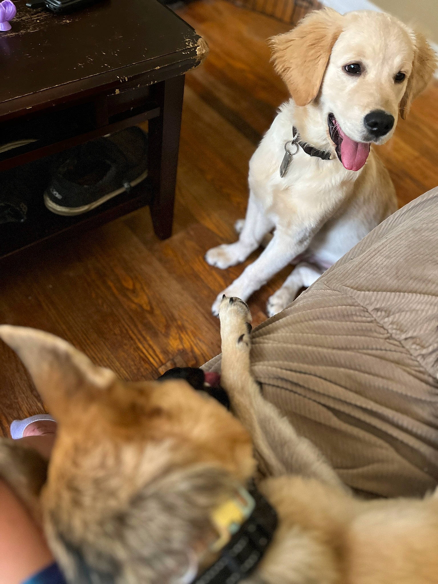 Hermes joined the competition — help win amazing prizes! ball, carnivore, cat, comfort, companion_dog, couch, dog, dog_breed, fawn, felidae, flooring, hardwood, lap, mammal, plant, small_to_medium_sized_cats, snout, sporting_group, tail, wood