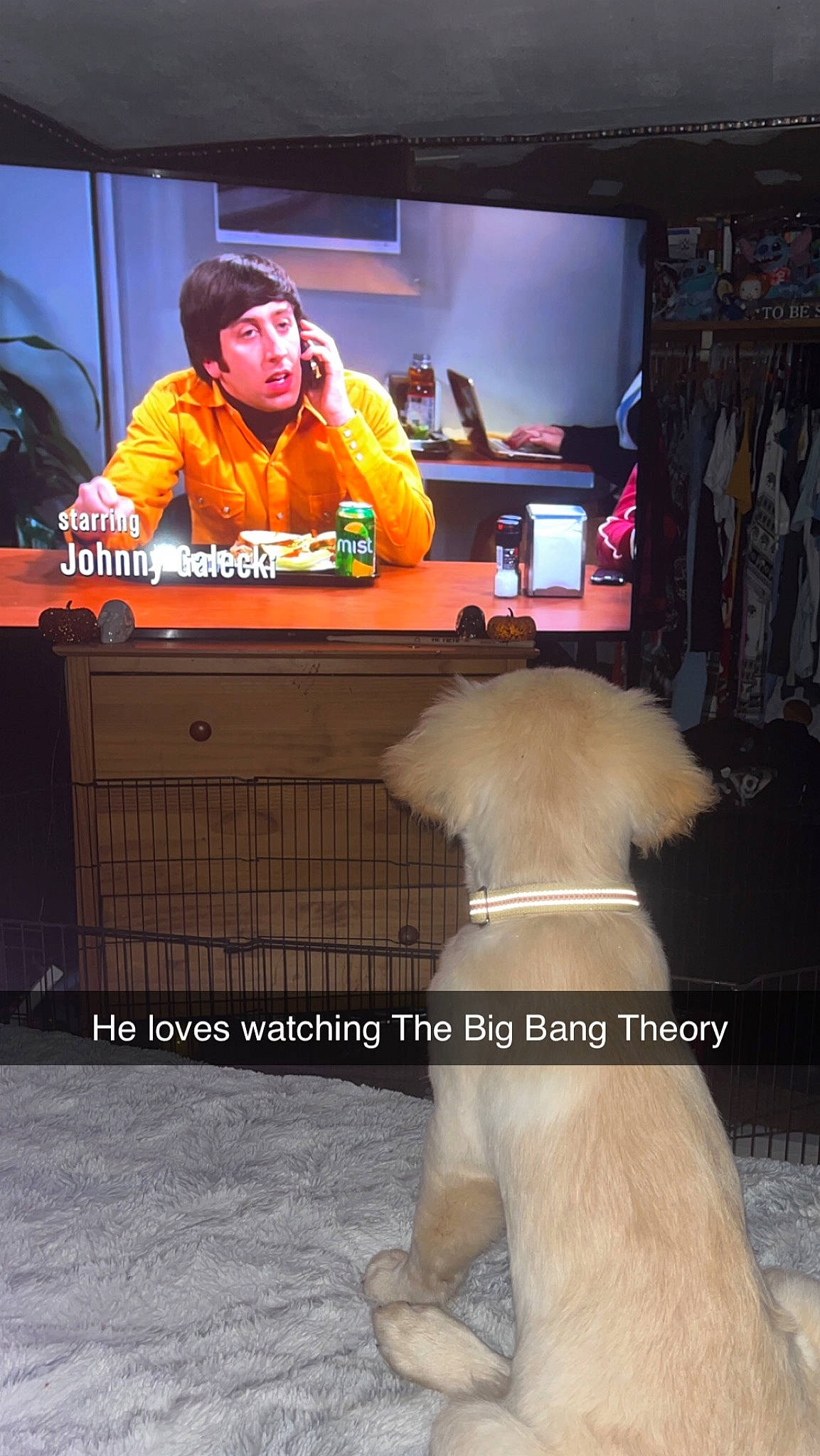 Hermes is registered to the contest to win money with this photo: advertising, barechested, companion_dog, display_device, dog, dog_breed, entertainment, event, flooring, font, fun, fur, human_leg, led_backlit_lcd_display, room, tail, television, television_program, television_set, thigh