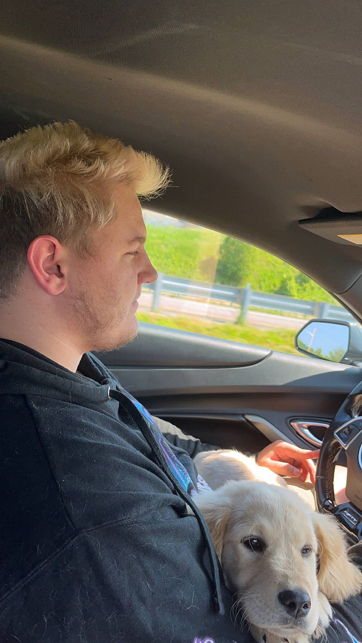 Hermes is registered to the contest to win money with this photo: auto_part, automotive_design, automotive_exterior, automotive_window_part, car, car_seat, carnivore, companion_dog, dog, dog_breed, family_car, fawn, motor_vehicle, personal_luxury_car, snout, steering_wheel, vehicle, vehicle_door, window, windshield