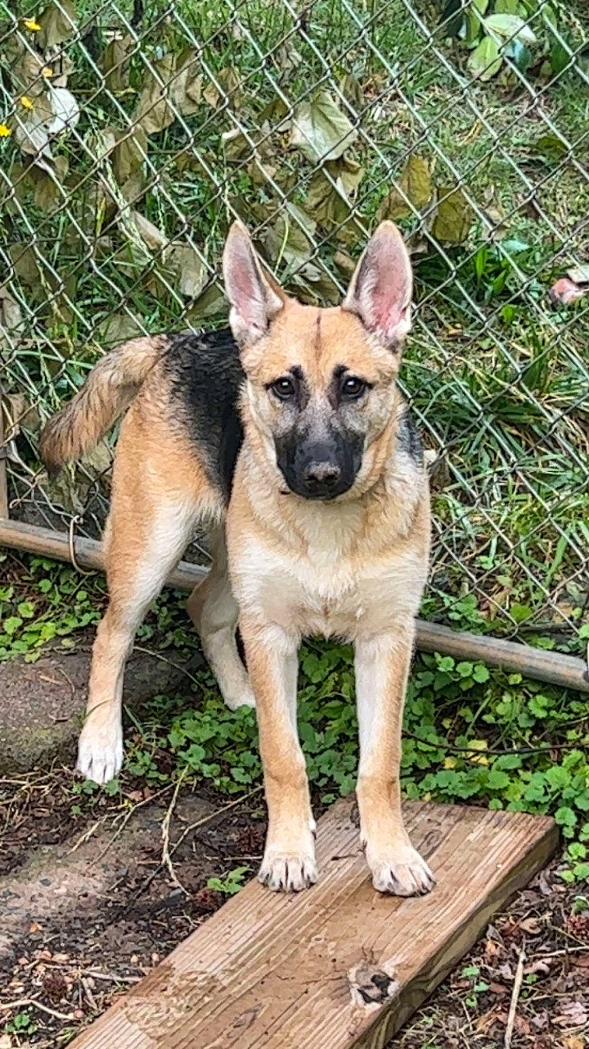 Hera is registered to the contest to win money with this photo: canidae, carnivore, collar, companion_dog, dog, dog_breed, fawn, fence, german_shepherd_dog, grass, herding_dog, plant, snout, sporting_group, street_dog, terrestrial_animal, wildlife, wood, working_animal, working_dog