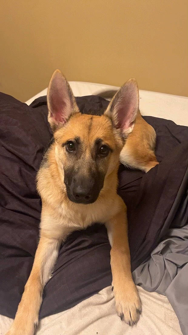 Hera joined the competition — help win amazing prizes! belgian_shepherd_malinois, canidae, carnivore, comfort, companion_dog, dog, dog_breed, ear, east_european_shepherd, fawn, fur, german_shepherd_dog, mammal, old_german_shepherd_dog, snout, sporting_group, terrestrial_animal, whiskers, working_animal, working_dog