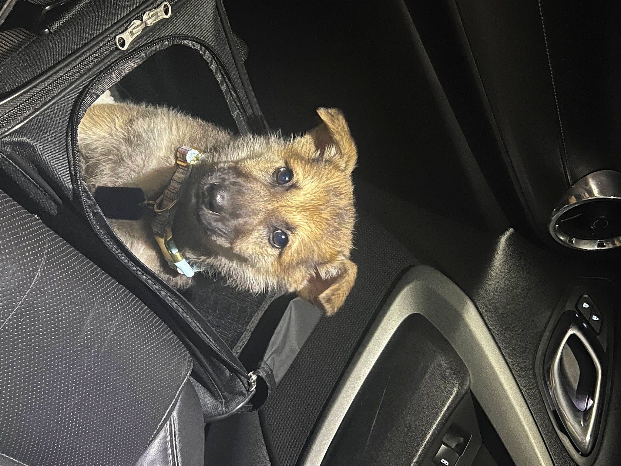 Hera joined the competition — help win amazing prizes! auto_part, automotive_design, automotive_exterior, automotive_lighting, bag, car, carnivore, dog_breed, family_car, fur, hood, luggage_and_bags, motor_vehicle, personal_luxury_car, snout, steering_wheel, trunk, vehicle, vehicle_door, windshield