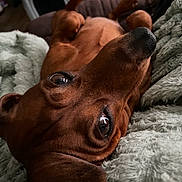 Marley Morrison is registered to the contest to win money with this photo: animal, blanket, brown, close_up, companion, cozy, cute, dachshund, dog, domestic_animal, ears, face, fur, indoor, lying_down, nose, paw, pet, relaxed, soft_texture