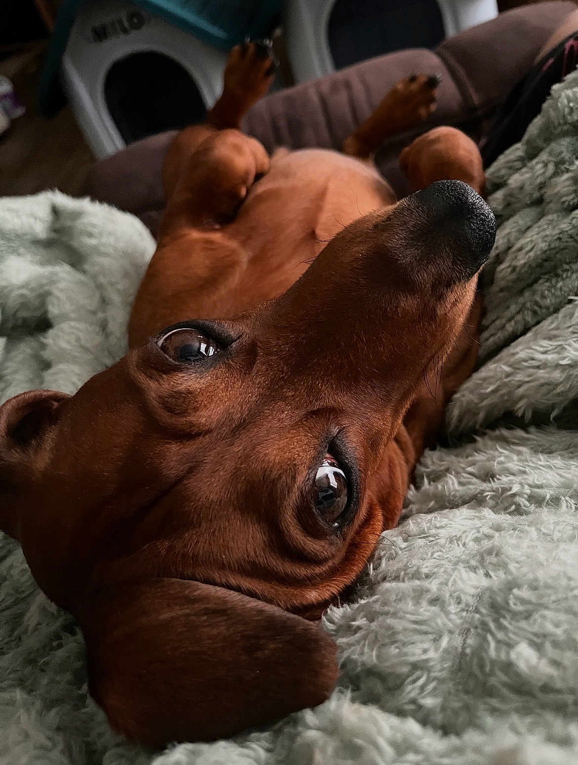 Marley Morrison is registered to the contest to win money with this photo: animal, blanket, brown, close_up, companion, cozy, cute, dachshund, dog, domestic_animal, ears, face, fur, indoor, lying_down, nose, paw, pet, relaxed, soft_texture