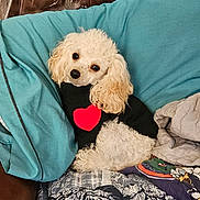 Peanut joined the competition — help win amazing prizes! dog, poodle, curly_fur, white_dog, pet, sweater, heart, couch, pillows, blanket, cozy, indoor, cute, small_dog, relaxed, fur, animal, companion, resting, home
