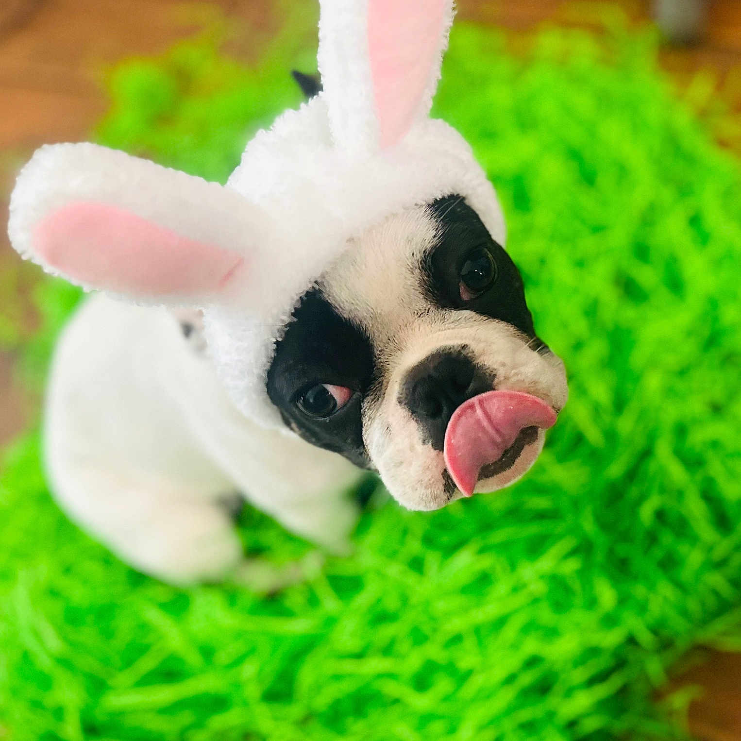 John Claude is registered to the contest to win money with this photo: animal, bodypart, bostonbull, boxer, bulldog, canine, dog, dogbed, frenchbulldog, grass, mouth, person, pet, pitbull, plant, pug, puppy, snout, tongue, whitedog