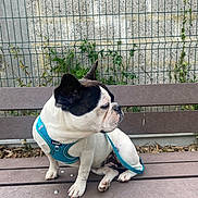 Thaï participe au concours pour gagner de l'argent avec cette photo : dog, french_bulldog, bench, blue_harness, outdoor, pet, canine, fence, stone_wall, greenery, sitting, leash, animal, side_view, daylight, curious, paw, ears, snout, fur