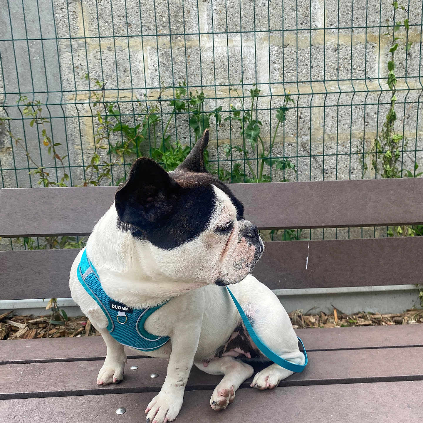 Thaï participe au concours pour gagner de l'argent avec cette photo : animal, bench, blue_harness, canine, curious, daylight, dog, ears, fence, french_bulldog, fur, greenery, leash, outdoor, paw, pet, side_view, sitting, snout, stone_wall