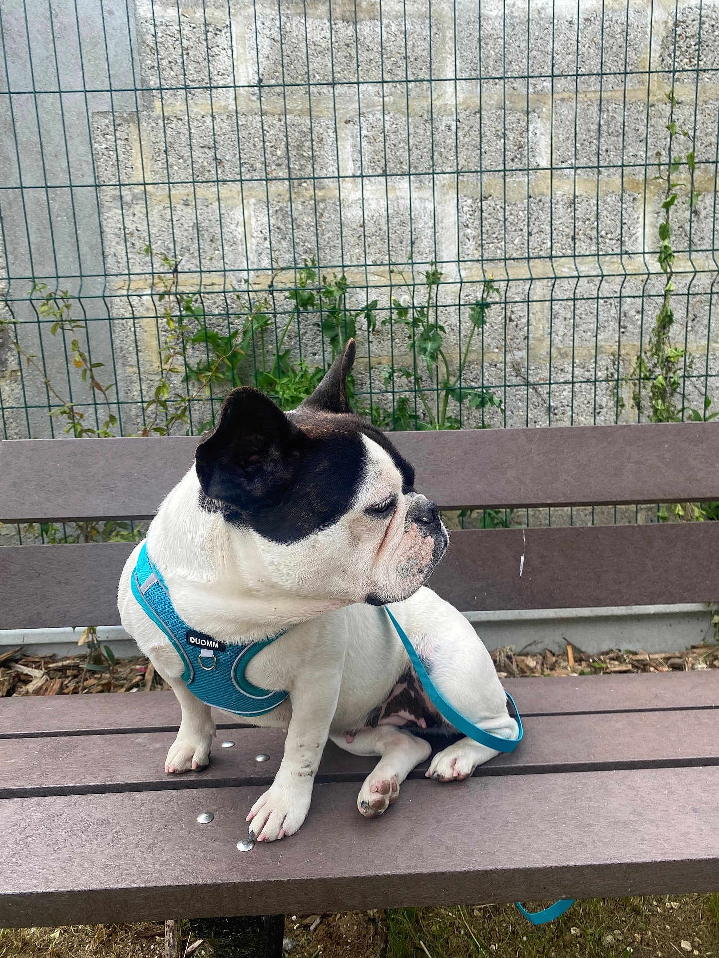 Thaï participe au concours pour gagner de l'argent avec cette photo : dog, french_bulldog, bench, blue_harness, outdoor, pet, canine, fence, stone_wall, greenery, sitting, leash, animal, side_view, daylight, curious, paw, ears, snout, fur