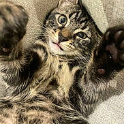 Albert a rejoint le concours — aidez-le/la à gagner de superbes lots ! cat, kitten, tabby, paw, fur, whiskers, eyes, face, tongue, closeup, playful, cute, pet, animal, indoor, cozy, texture, fabric, soft, relaxed