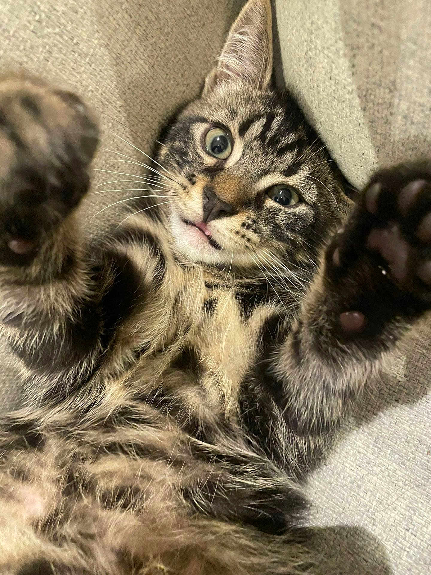 Albert a rejoint le concours — aidez-le/la à gagner de superbes lots ! cat, kitten, tabby, paw, fur, whiskers, eyes, face, tongue, closeup, playful, cute, pet, animal, indoor, cozy, texture, fabric, soft, relaxed