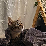 Osiris participe au concours pour gagner de l'argent avec cette photo : cat, kitten, tabby, blanket, indoor, curtain, wooden_chair, rope, cozy, pet, feline, fur, animal, curious, looking_up, soft_texture, home, floor, plant, relaxed