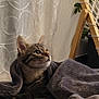 animal, blanket, cat, cozy, curious, curtain, feline, floor, fur, home, indoor, kitten, looking_up, pet, plant, relaxed, rope, soft_texture, tabby, wooden_chair
