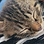 animal, cat, close_up, cozy, cute, domestic, fur, indoor, kitten, mammal, peaceful, person, pet, relaxation, resting, sleeping, soft, striped_shirt, tabby, whiskers