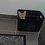 Osiris participe au concours pour gagner de l'argent avec cette photo : animal, basket, black_basket, cat, curious, domestic_cat, ears, eyes, floor, furniture, home, indoor, kitten, looking, patterned_rug, pet, rug, sitting, small_cat, tile_floor