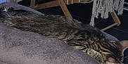 Osiris a rejoint le concours — aidez-le/la à gagner de superbes lots ! bed, blanket, cat, chair, cozy, cushion, domestic, floor, furniture, home, indoor, pillow, quiet, relaxation, resting, sleeping, soft_texture, striped_cat, tabby_cat, wooden_chair