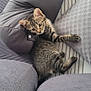 animal, cat, couch, cozy, cute, ears, fur, furniture, gray, indoor, kitten, living_room, pet, pillow, relaxing, small, striped, tabby, whiskers, young