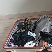 Osiris participe au concours pour gagner de l'argent avec cette photo : animal, casual, cat, clothes, comfort, curled_up, feline, floor, home, indoor, luggage, packing, pet, relaxed, resting, striped, suitcase, tabby, travel, zipper