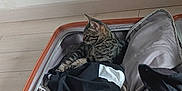 Osiris participe au concours pour gagner de l'argent avec cette photo : animal, casual, cat, clothes, comfort, curled_up, feline, floor, home, indoor, luggage, packing, pet, relaxed, resting, striped, suitcase, tabby, travel, zipper