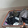 animal, casual, cat, clothes, comfort, curled_up, feline, floor, home, indoor, luggage, packing, pet, relaxed, resting, striped, suitcase, tabby, travel, zipper