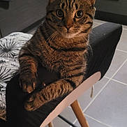Osiris a rejoint le concours — aidez-le/la à gagner de superbes lots ! animal, cat, curious, cushion, domestic_cat, ears, furniture, household, indoor, kitchen, looking_at_camera, paws, pet, resting, stool, striped, tabby_cat, tile_floor, whiskers, wooden_legs