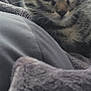 animal, blanket, cat, close_up, cozy, cute, domestic, ears, feline, fur, indoor, kitten, pet, portrait, resting, sleepy, soft, tabby, whiskers, young