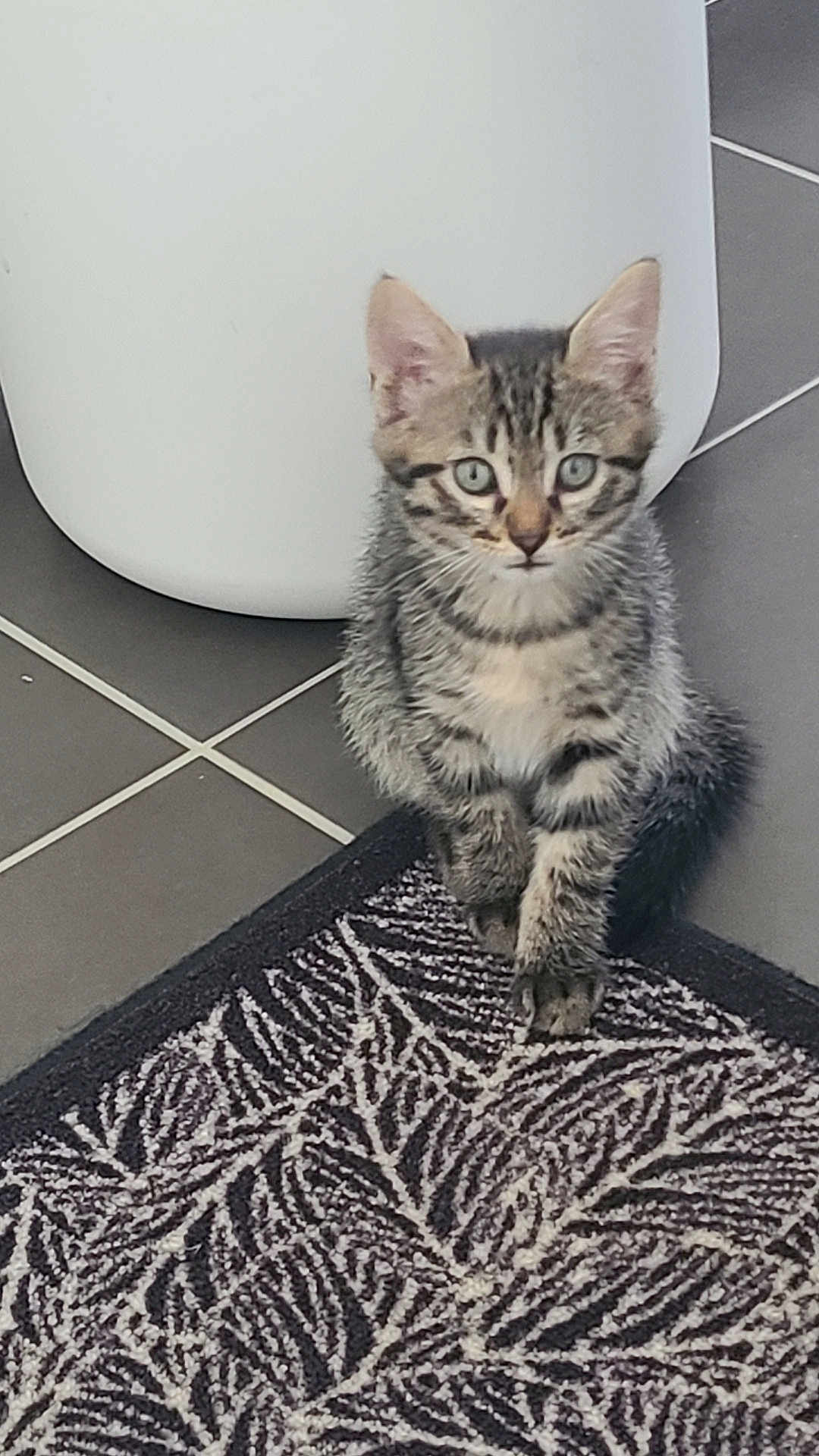 Osiris participe au concours pour gagner de l'argent avec cette photo : animal, cat, curious, cute, domestic_cat, ears, eyes, feline, floor, indoor, kitten, patterned_rug, pet, rug, sitting, small, tabby, tile_floor, whiskers, young