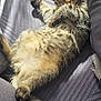 Osiris participe au concours pour gagner de l'argent avec cette photo : kitten, cat, tabby, pet, animal, feline, cute, relaxed, sunlight, couch, indoor, fur, whiskers, paw, tail, texture, comfort, sleepy, resting, closeup