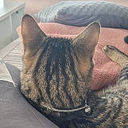 Osiris a rejoint le concours — aidez-le/la à gagner de superbes lots ! animal, bed, bell, blanket, cat, collar, comfort, cozy, domestic, feline, fur, indoor, pet, pillow, relaxed, resting, sleeping_area, soft, striped_fur, tabby_cat