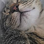 Osiris participe au concours pour gagner de l'argent avec cette photo : animal, cat, close_up, cozy, cute, feline, fur, indoor, muzzle, nose, paw, peaceful, pet, relaxed, resting, sleep, sleeping, soft_focus, tabby, whiskers