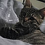 animal, bed, blanket, cat, closeup, cozy, cute, domestic, ear, feline, fur, gray, indoor, pet, portrait, relaxed, resting, striped, tabby, whiskers