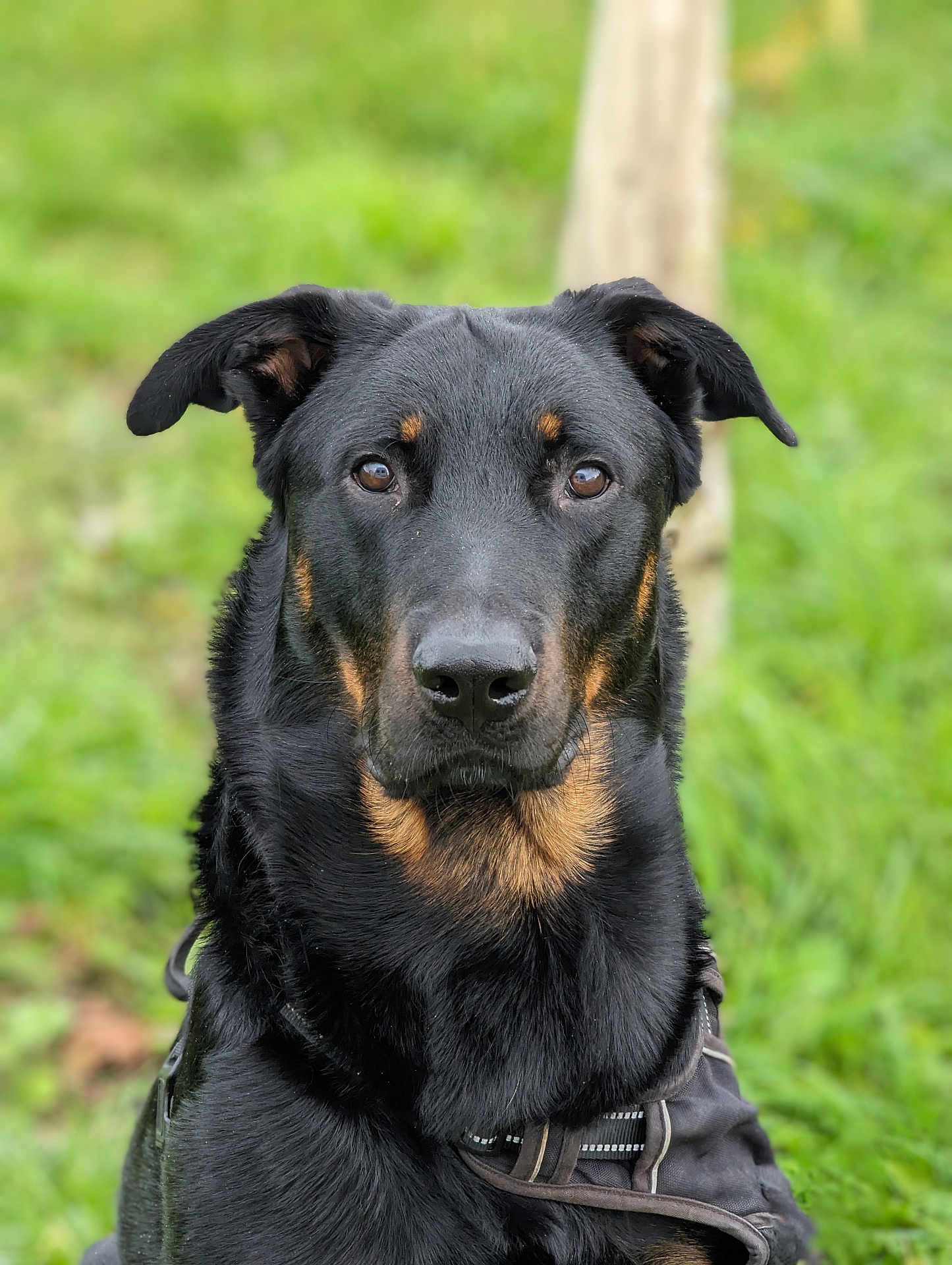 Thor a rejoint le concours — aidez-le/la à gagner de superbes lots ! dog, canine, black_dog, tan_markings, pet, animal, outdoor, grass, nature, portrait, fur, ears, eyes, nose, harness, closeup, mammal, companion, alert, friendly