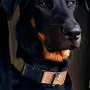 Thor a rejoint le concours — aidez-le/la à gagner de superbes lots ! dog, doberman, black_and_tan, pet, collar, portrait, animal, canine, fur, ears, nose, whiskers, alert, indoor, closeup, side_view, looking_away, domestic_animal, mammal, companion
