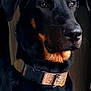 dog, doberman, black_and_tan, pet, collar, portrait, animal, canine, fur, ears, nose, whiskers, alert, indoor, closeup, side_view, looking_away, domestic_animal, mammal, companion